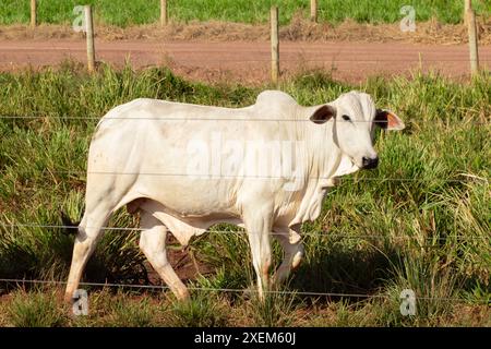 Goiania, Goias, Brasilien – 07. April 2024: Ein Ochse hinter dem Zaun auf einer Weide. Stockfoto