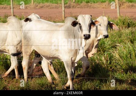 Goiania, Goias, Brasilien – 7. April 2024: Eine kleine Gruppe von Ochsen auf einer Weide. Stockfoto