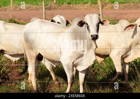 Goiania, Goias, Brasilien – 7. April 2024: Eine kleine Gruppe von Ochsen auf einer Weide. Stockfoto