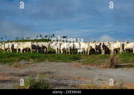 Goiania, Goias, Brasilien – 07. April 2024: Eine Herde weißer Ochsen auf der Weide eines Bauernhofes. Stockfoto