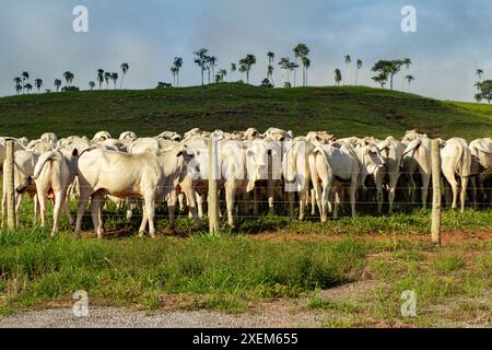 Goiania, Goias, Brasilien – 07. April 2024: Eine Herde weißer Ochsen auf der Weide eines Bauernhofes. Stockfoto