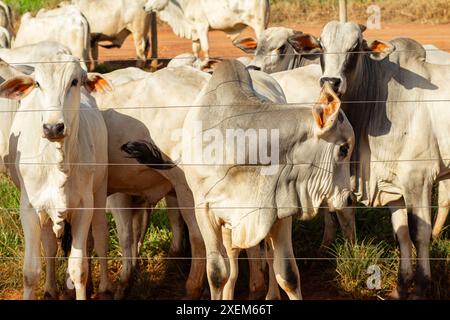 Goiania, Goias, Brasilien – 07. April 2024: Nahaufnahme einer Gruppe von Ochsen auf der Weide, hinter einem Zaun. Stockfoto