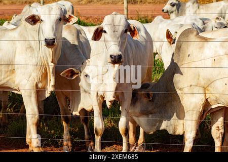 Goiania, Goias, Brasilien – 07. April 2024: Nahaufnahme einer Gruppe von Ochsen auf der Weide, hinter einem Zaun. Stockfoto