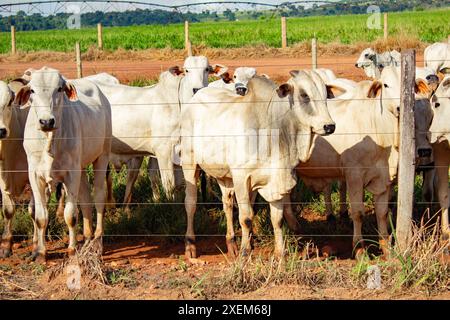 Goiania, Goias, Brasilien – 7. April 2024: Eine kleine Gruppe von Ochsen auf einer Weide. Stockfoto