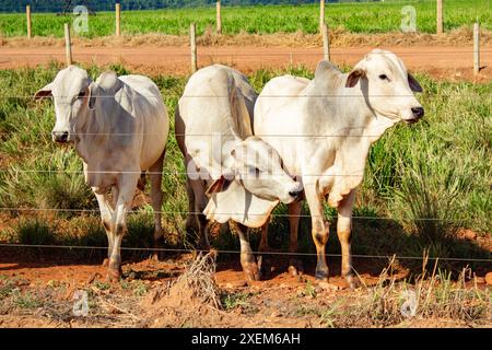 Goiania, Goias, Brasilien – 7. April 2024: Drei Ochsen auf der frischen Weide eines Bauernhofes. Stockfoto