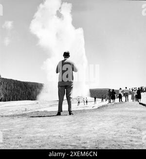 Old Faithful Geyser, Yellowstone National Park, WY, USA – 22. Juni 2024: Horizontale Aufnahme von Touristen in den späten 1940er Jahren, die den Ausbruch von Old Faithful beobachten. Stockfoto