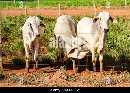 Goiania, Goias, Brasilien – 7. April 2024: Drei Ochsen auf der frischen Weide eines Bauernhofes. Stockfoto