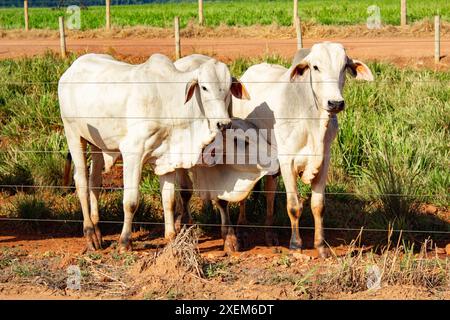 Goiania, Goias, Brasilien – 7. April 2024: Drei Ochsen auf der frischen Weide eines Bauernhofes. Stockfoto