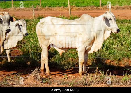 Goiania, Goias, Brasilien – 7. April 2024: Eine kleine Gruppe von Ochsen auf einer Weide. Stockfoto