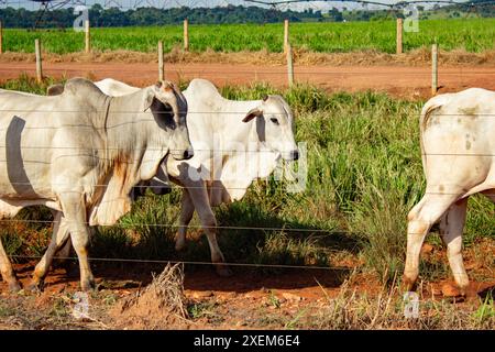 Goiania, Goias, Brasilien – 7. April 2024: Eine kleine Gruppe von Ochsen auf einer Weide. Stockfoto