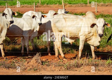 Goiania, Goias, Brasilien – 7. April 2024: Eine kleine Gruppe von Ochsen auf einer Weide. Stockfoto