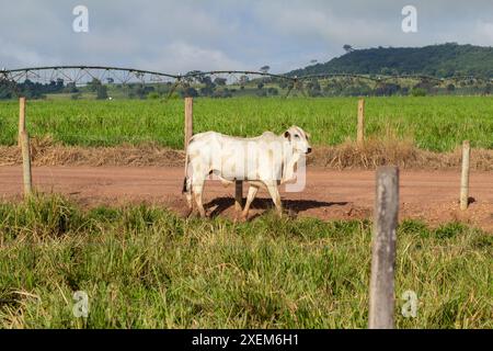 Goiania, Goias, Brasilien – 07. April 2024: Ein Ochse hinter dem Zaun auf einer Weide. Stockfoto