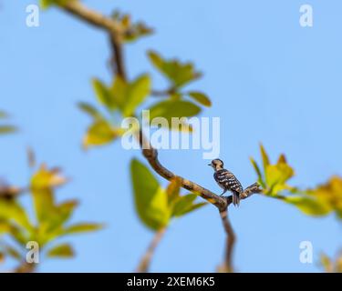 Ein Zwergspecht, der auf einem Baum ruht Stockfoto