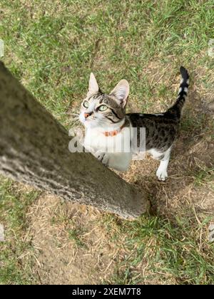 Die Katze schärft ihre Krallen an einem Baumstamm im Garten. Kätzchen klettert auf einen Baumstamm und blickt auf etwas in der Ferne. Haustiere oder Haustiere po Stockfoto