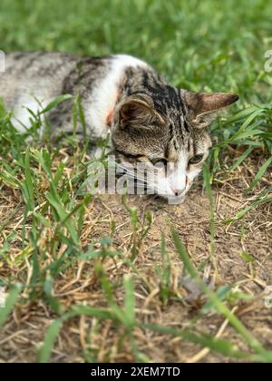 Katze, schöne Katze oder Kätzchen, die im Garten spielen. tabby-Kätzchen liegen im Frühjahr oder Sommer auf Gras im Garten. Niedliches Porträt von Haustieren oder Haustieren. Stockfoto