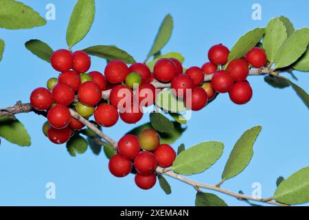 Reife Yaupon Stechpalme Beeren Ilex vomitoria Zweig hinterlässt natürliche Pflanzenfrüchte. Stockfoto