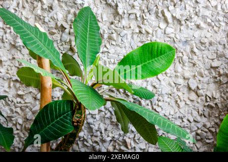 Weißgeäderter Milchgras, lateinische Euphorbia, Affenpalme. Giftig, aber nützlich in der Medizin. Stockfoto