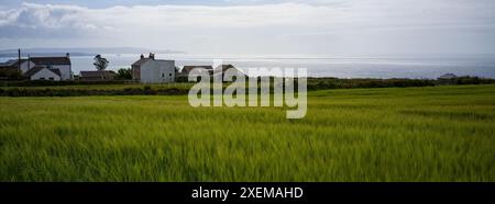 Corn Field in der Nähe von Chapel Porth Wheal Coates St Agnes Stockfoto