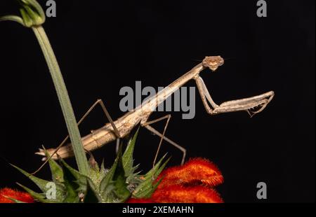 Der Stick Mantis ist ein gewöhnlicher, aber gut getarnter Mantis und ein Hinterhalt-Jäger anderer Wirbelloser in der Vegetation. Sie bevorzugen trockene Savannengebiete. Stockfoto