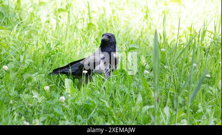 Raven, Corvus frugilegus, der auf dem Gras läuft Stockfoto