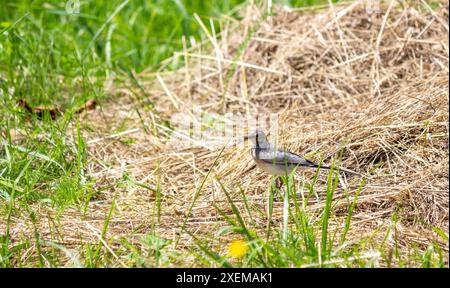 Weißer Bachtail, Motacilla flava. Früh am Morgen sitzt ein junger Vogel auf dem Heu. Stockfoto