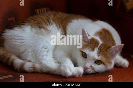 Niedliche rote Katze, die zu Hause auf rotem Hintergrund liegt Stockfoto