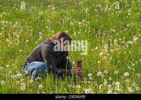 Eine Frau mittleren Alters genießt die Natur. Spazieren Sie durch ein Feld mit grünem Gras. Sie setzte sich hin und machte Fotos von Löwenzahn auf ihrem Smartphone. Aktive Lebensläufe Stockfoto