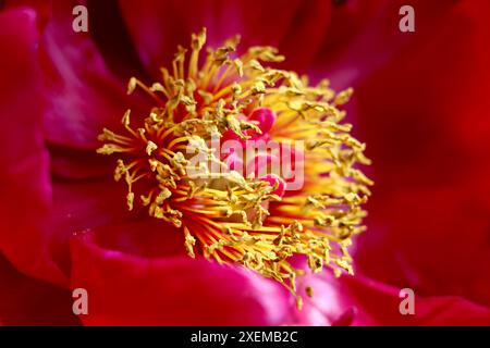 Zentrum einer Pfingstrose, Paeonia anomala, mit roten Blüten und gelben Staubblättern. Stockfoto