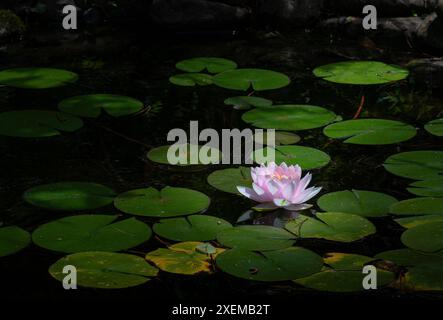 Rosa Seerose (Nymphaea odorata) in einem kleinen Teich, der von Sonnenstrahlen beleuchtet wird, in Zentral-Virginia. Stockfoto