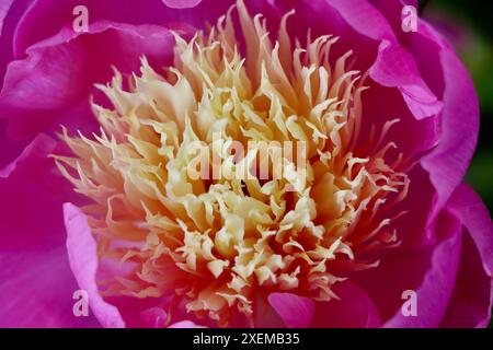 Mitte einer rosafarbenen Pfingstrosenblüte mit gelben Staubblättern. Stockfoto
