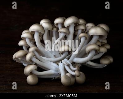 Eine Gruppe von Buchenpilzen (Hypsizygus tessulatus), auch bekannt als Hon-Shimeji oder buna-Shimeji-Pilze oder Meeresfrüchte-Pilze. Stockfoto