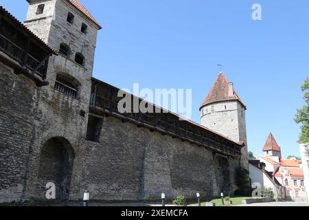 Die Mauern von Tallinn sind die mittelalterlichen Verteidigungsmauern, die um die Stadt Tallinn in Estland errichtet wurden. Die erste Mauer um Tallinn wurde 1265 von Margaret Sambiria gebaut, was zu ihrem Namen führte, „Margaretenmauer“. Diese Mauer war weniger als 5 Meter hoch und etwa 1,5 Meter (4,9 ft) dick an ihrer Basis. Seither wurde sie erweitert und gestärkt. Die Mauern und die vielen Tore sind heute noch weitgehend erhalten. Dies ist einer der Gründe, warum Tallinns Altstadt zum Weltkulturerbe wurde. Die Mauern wurden im 14. Jahrhundert vergrößert. Stockfoto