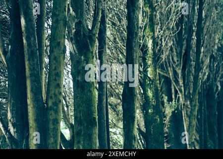 Ein dichter Wildwald mit vielen Baumstämmen an einem Sommertag. Ein dichtes Dickicht von Zweigen, wo es einen Platz zum Kopieren gibt. Hochwertige Fotos Stockfoto