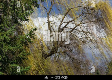 Eine sehr schöne, farbenfrohe Naturlandschaft, vor dem Sturm, mit einer gebogenen Weide. Stockfoto