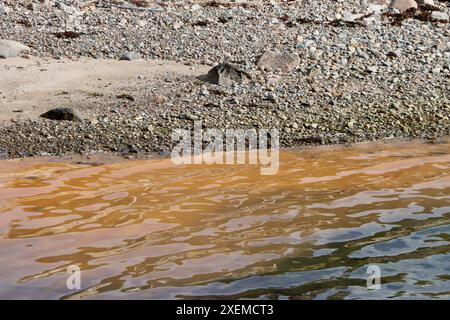 Gelbes Plankton / Algen / Algen 'blühen' und kleine blaue Quallen im Fjällbacka-Archipel an der Westküste Schwedens, Kattegat, Juni 2024 Stockfoto