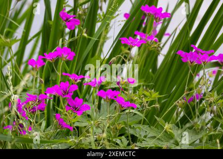 Sehr schöne Blumen Geranium Hybrid, lila-rosa mit dunklem kastanienbraunen Zentrum, auf grünem Hintergrund. Stockfoto