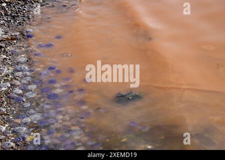 Gelbes Plankton / Algen / Algen 'blühen' und kleine blaue Quallen im Fjällbacka-Archipel an der Westküste Schwedens, Kattegat, Juni 2024 Stockfoto