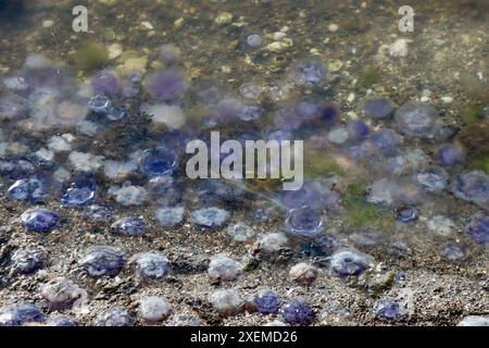 Gelbes Plankton / Algen / Algen 'blühen' und kleine blaue Quallen im Fjällbacka-Archipel an der Westküste Schwedens, Kattegat, Juni 2024 Stockfoto