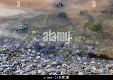 Gelbes Plankton / Algen / Algen 'blühen' und kleine blaue Quallen im Fjällbacka-Archipel an der Westküste Schwedens, Kattegat, Juni 2024 Stockfoto