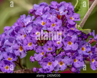 Nahaufnahme von Royal Red oder Buddleia Davidii Blumen aus nächster Nähe Stockfoto