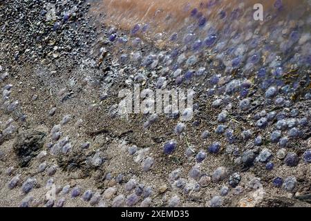 Gelbes Plankton / Algen / Algen 'blühen' und kleine blaue Quallen im Fjällbacka-Archipel an der Westküste Schwedens, Kattegat, Juni 2024 Stockfoto