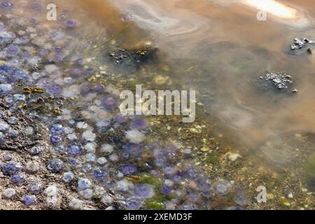 Gelbes Plankton / Algen / Algen 'blühen' und kleine blaue Quallen im Fjällbacka-Archipel an der Westküste Schwedens, Kattegat, Juni 2024 Stockfoto