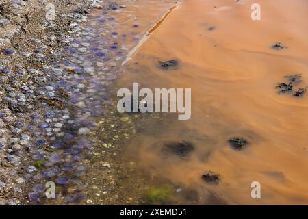 Gelbes Plankton / Algen / Algen 'blühen' und kleine blaue Quallen im Fjällbacka-Archipel an der Westküste Schwedens, Kattegat, Juni 2024 Stockfoto