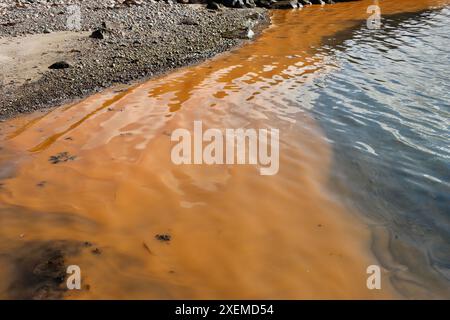 Gelbes Plankton / Algen / Algenblüte und kleine blaue Quallen im Fjällbacka-Archipel an der Westküste Schwedens, Kattegat, Juni 2024 Stockfoto