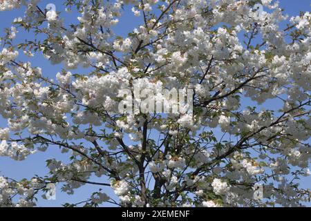 Schneeweiße schöne Kirschblüten. Stockfoto