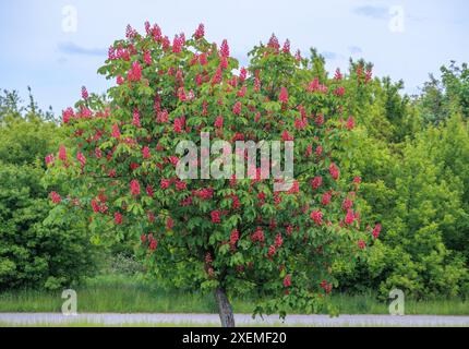 Eine schöne Kastanie mit leuchtend roten Blütenständen. Stockfoto