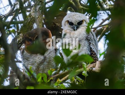 Eine junge Braune Holzeule (Strix leptogrammica) mit ihrem Elternteil. Sabah, Borneo, Malaysia. Stockfoto