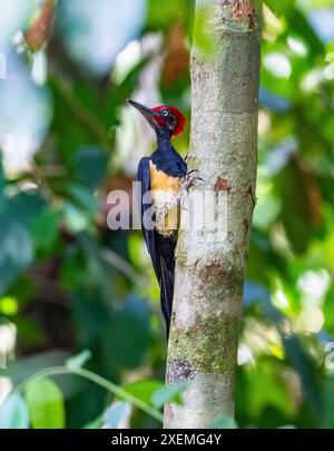 Ein männlicher Weißbauchspecht (Dryocopus javensis) auf der Suche im Wald. Sabah, Borneo, Malaysia. Stockfoto