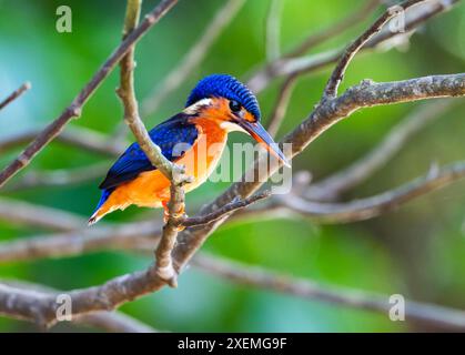 Ein blauohriger Eisvogel (Alcedo Meninting), der auf einem Ast thront. Sabah, Borneo, Malaysia. Stockfoto