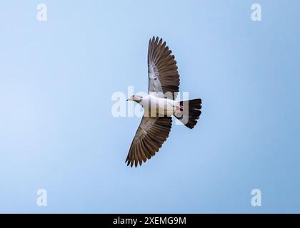 Eine grüne Kaisertaube (Ducula aenea) im Flug. Sabah, Borneo, Malaysia. Stockfoto